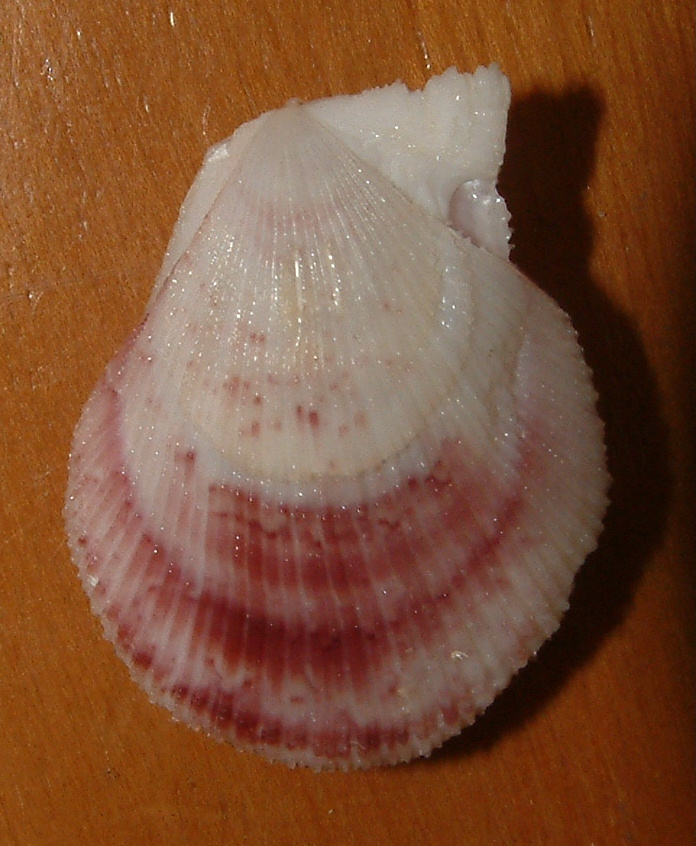 Chlamys multistriata